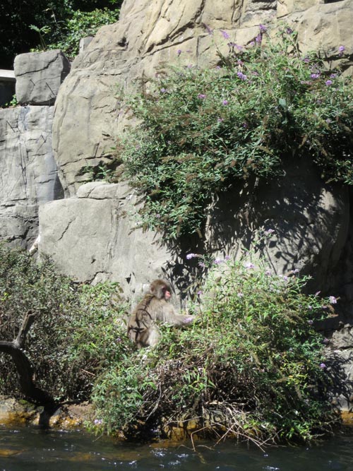 Snow Monkeys, Central Park Zoo, Central Park, Manhattan, September 17, 2013
