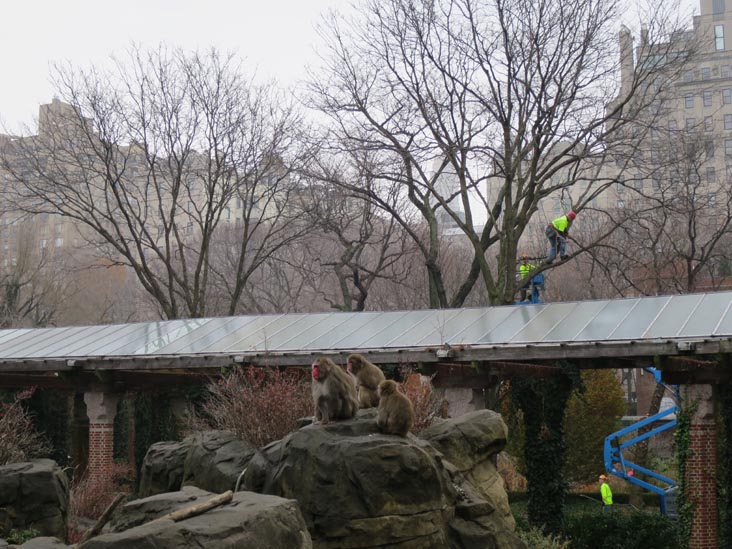 Snow Monkeys, Central Park Zoo, Central Park, Manhattan, December 5, 2013