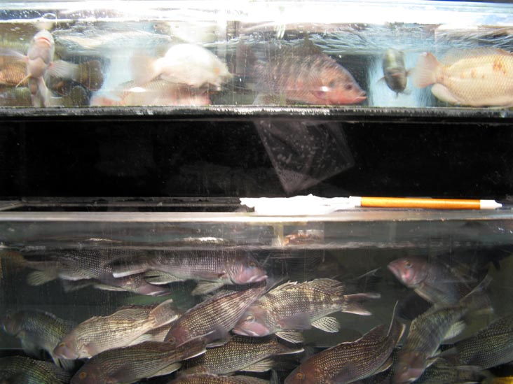 Fish in Tanks, Yee Li Restaurant, 1 Elizabeth Street, Chinatown, Lower Manhattan