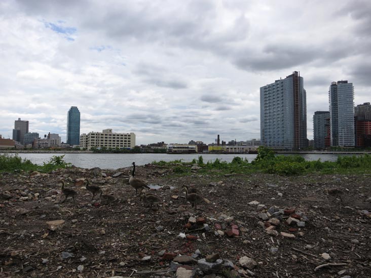 Long Island City Waterfront From Southpoint Park, Roosevelt Island, June 8, 2013