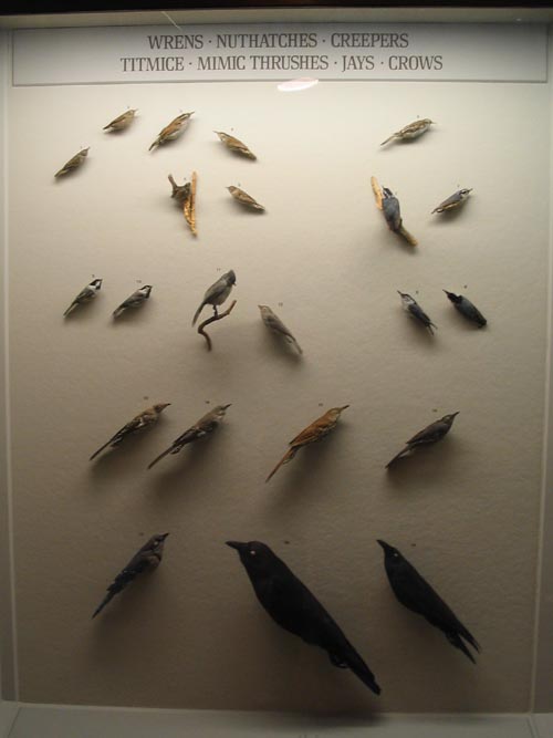 Wrens, Nuthatches, Creepers, Titmice, Mimic Thrushes, Jays and Crows, Hall of New York City Birds, American Museum of Natural History, Upper West Side, Manhattan, February 4, 2006