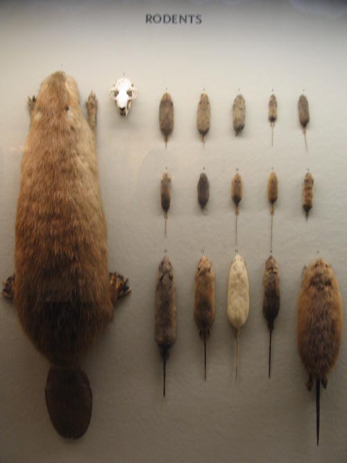 Rodents, Hall of New York State Mammals, American Museum of Natural History, Upper West Side, Manhattan, February 4, 2006