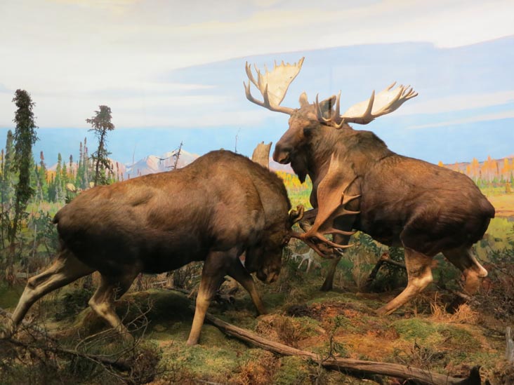 North American Mammals, American Museum of Natural History, Upper West Side, Manhattan, June 14, 2013