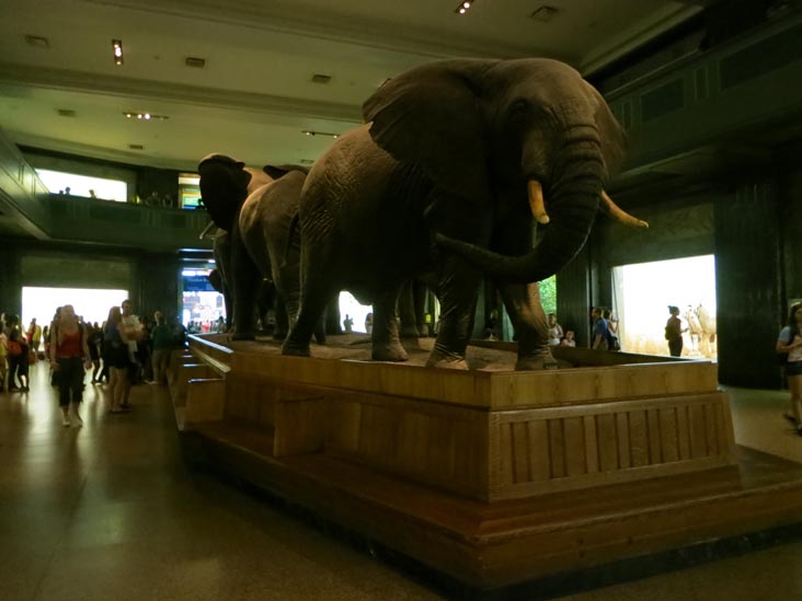 Akeley Hall of African Mammals, American Museum of Natural History, Upper West Side, Manhattan, July 12, 2013