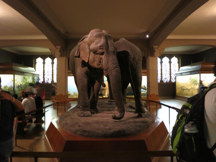 Hall of Asian Mammals, American Museum of Natural History, Upper West Side, Manhattan, July 12, 2013