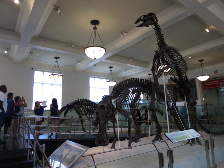 Hall of Ornithischian Dinosaurs, American Museum of Natural History, Upper West Side, Manhattan, July 12, 2013
