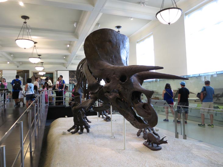 Triceratops, Hall of Ornithischian Dinosaurs, American Museum of Natural History, Upper West Side, Manhattan, July 12, 2013
