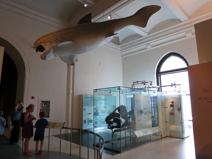 Hall of Vertebrate Origins, American Museum of Natural History, Upper West Side, Manhattan, July 12, 2013