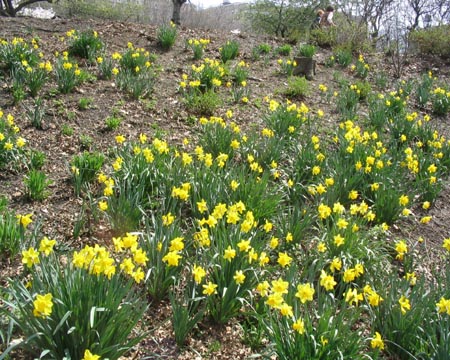 Daffodils, Riverside Park, Upper West Side, Manhattan