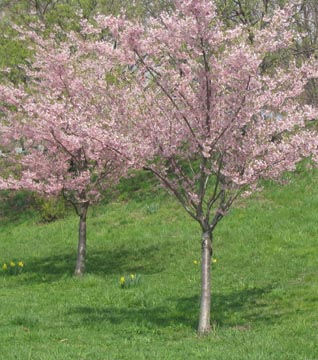 Cherry Trees, Riverside Park, Upper West Side, Manhattan