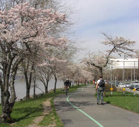 Cherry Trees, Cherry Walk, Riverside Park, Upper West Side, Manhattan