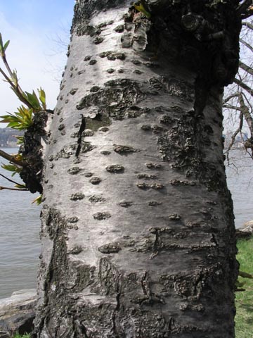 Cherry Tree Bark, Riverside Park, Upper West Side, Manhattan