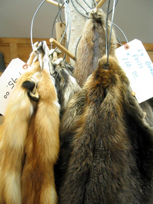 Pelts, North Country Taxidermy & Trading Post, Main Street, Keene, New York