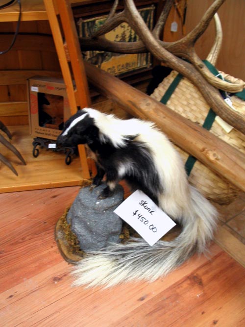 Skunk, North Country Taxidermy & Trading Post, Main Street, Keene, New York