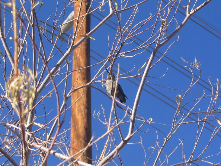 Hummingbird, Arizona Falls, 5650 East Indian School Road, Phoenix, Arizona