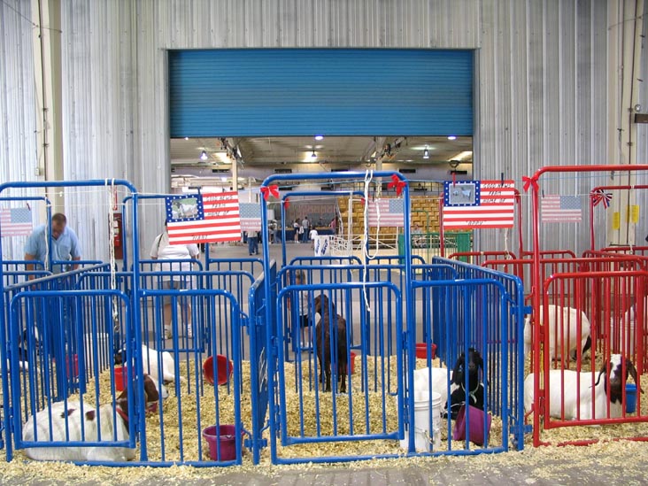 Livestock, Arizona State Fair, Phoenix, Arizona