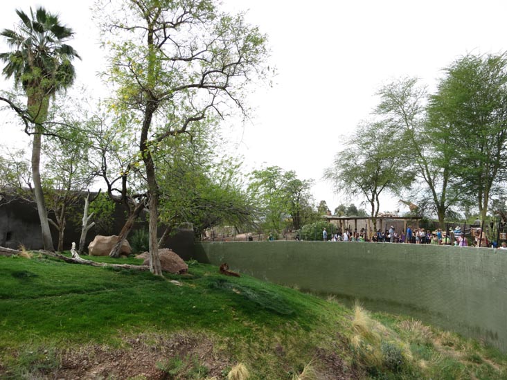 Tiger, Phoenix Zoo, Phoenix, Arizona, March 27, 2013