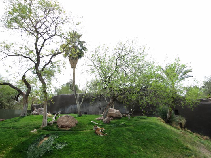 Tiger, Phoenix Zoo, Phoenix, Arizona, March 27, 2013