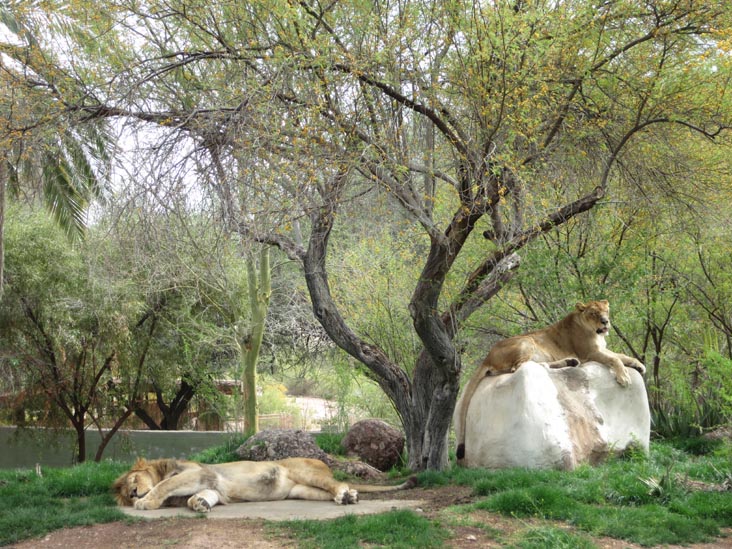 Lions, Phoenix Zoo, Phoenix, Arizona, March 27, 2013