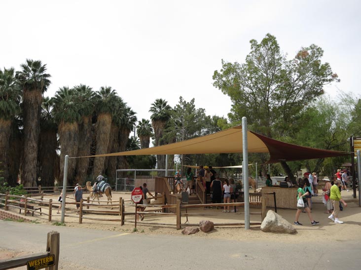 Camel Rides, Phoenix Zoo, Phoenix, Arizona, March 27, 2013