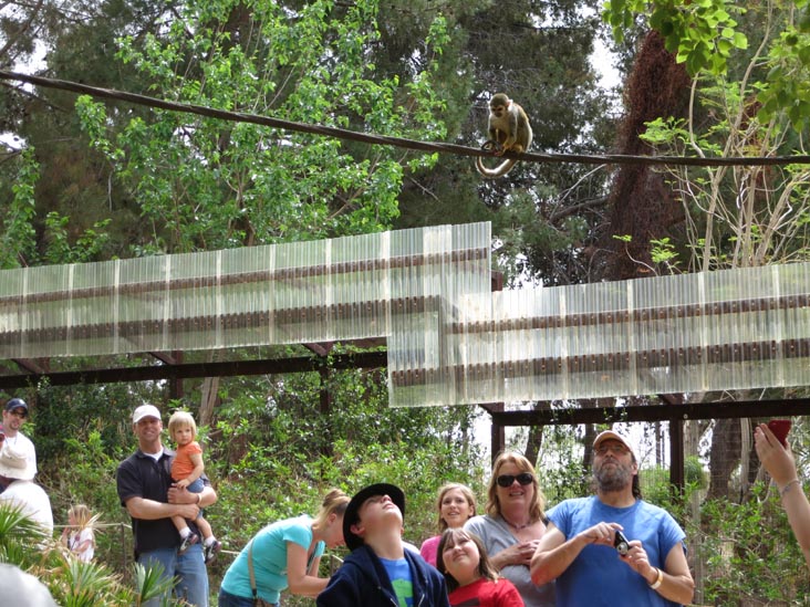 Monkey Village, Phoenix Zoo, Phoenix, Arizona, March 27, 2013