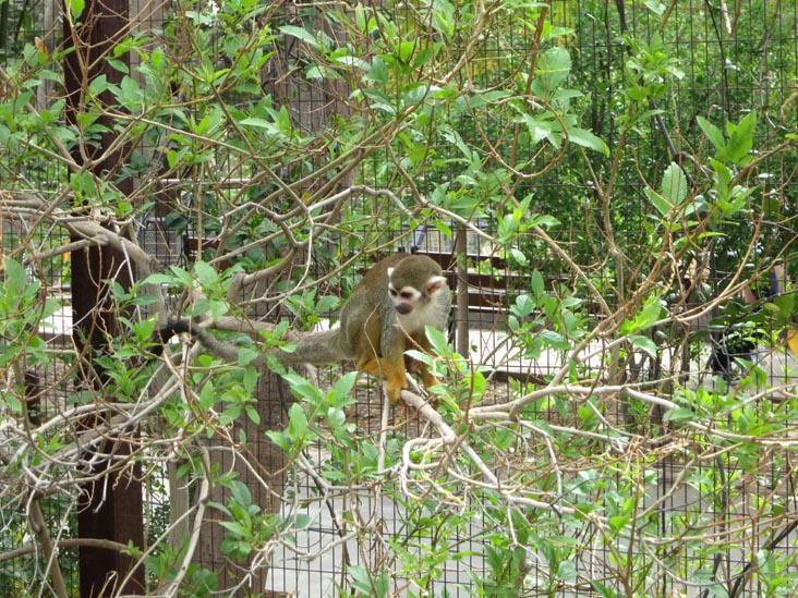 Monkey Village, Phoenix Zoo, Phoenix, Arizona, March 27, 2013