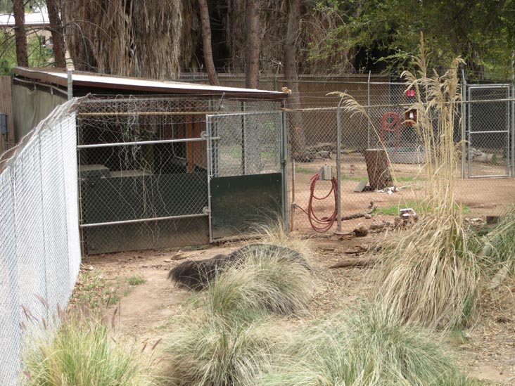 Anteater, Phoenix Zoo, Phoenix, Arizona, March 27, 2013