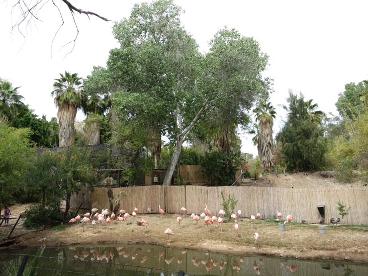 Flamingoes, Phoenix Zoo, Phoenix, Arizona, March 27, 2013
