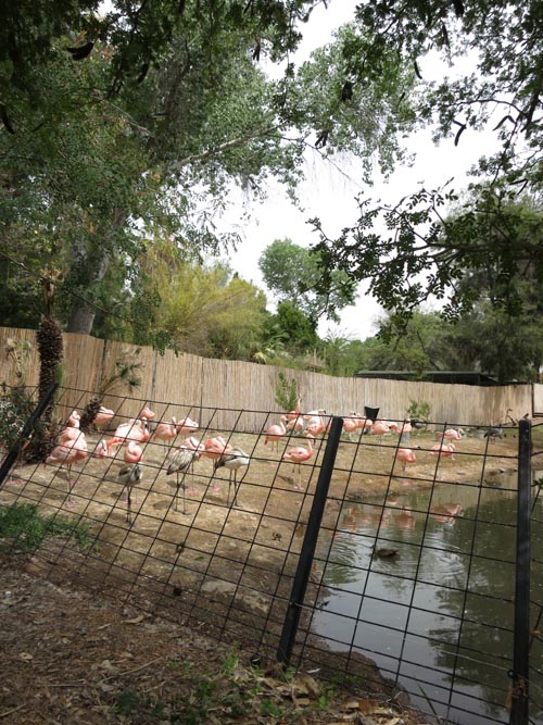 Flamingoes, Phoenix Zoo, Phoenix, Arizona, March 27, 2013