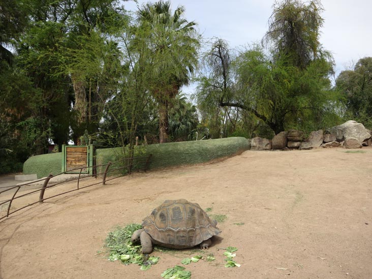 Tortoise, Phoenix Zoo, Phoenix, Arizona, March 27, 2013
