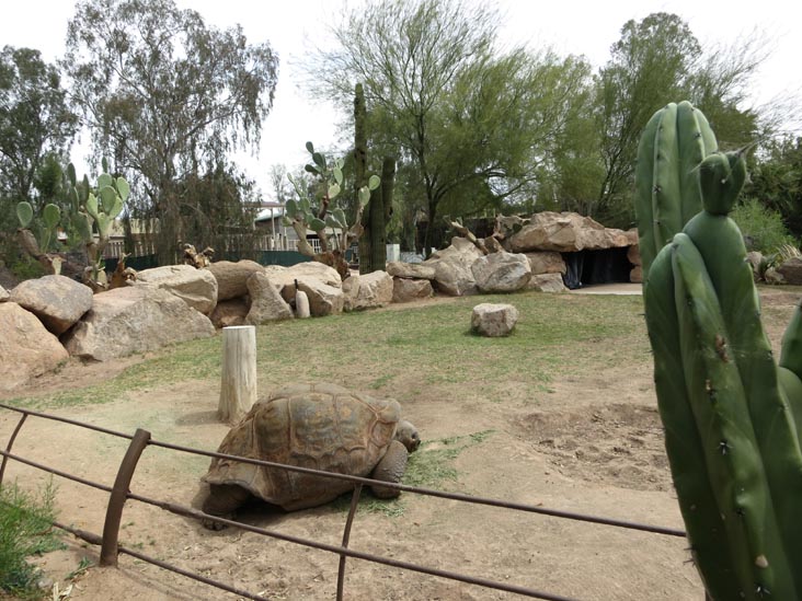 Tortoise, Phoenix Zoo, Phoenix, Arizona, March 27, 2013