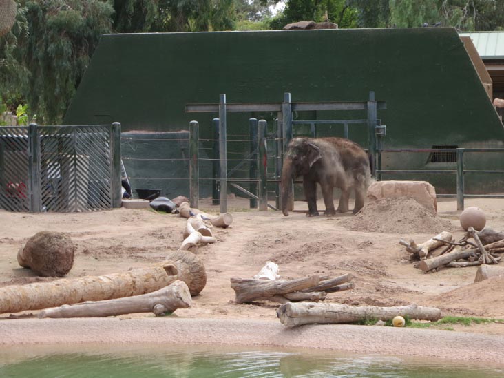Elephant, Phoenix Zoo, Phoenix, Arizona, March 27, 2013