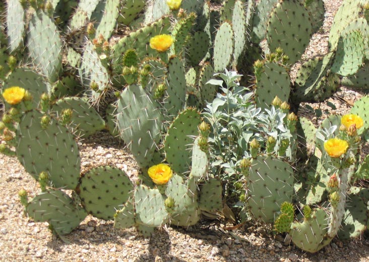 Prickly Pear Cactus, Pueblo Grande Museum and Archaeological Park, 4619 East Washington Street, Phoenix, Arizona
