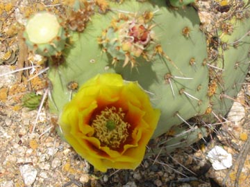 Prickly Pear Flower, Pueblo Grande Museum and Archaeological Park, 4619 East Washington Street, Phoenix, Arizona