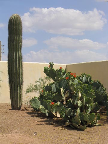 Saguaro and Prickly Pear Cacti, Pueblo Grande Museum and Archaeological Park, 4619 East Washington Street, Phoenix, Arizona