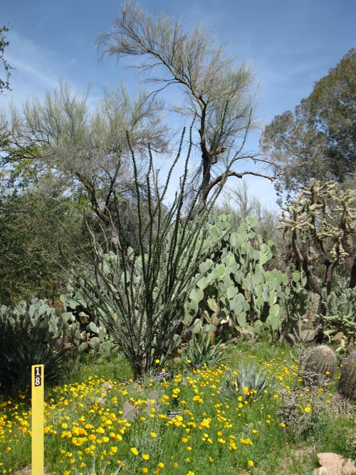 Boyce Thompson Arboretum State Park, Superior, Arizona