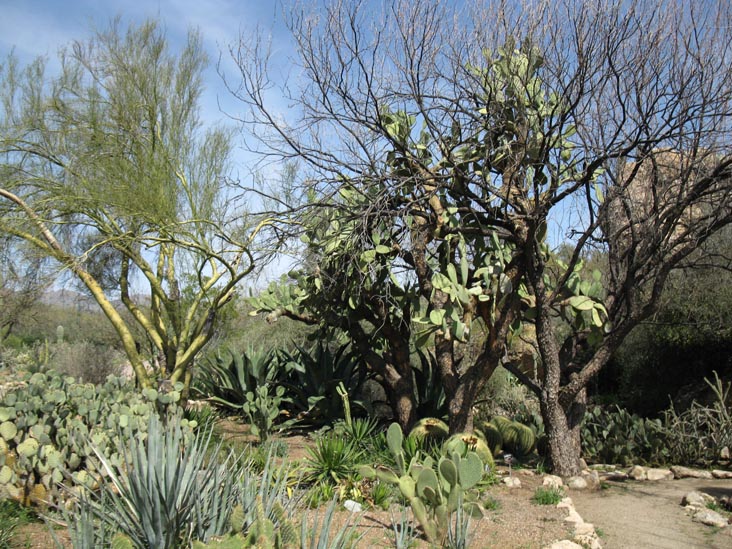 Cactus and Succulent Garden, Boyce Thompson Arboretum State Park, Superior, Arizona