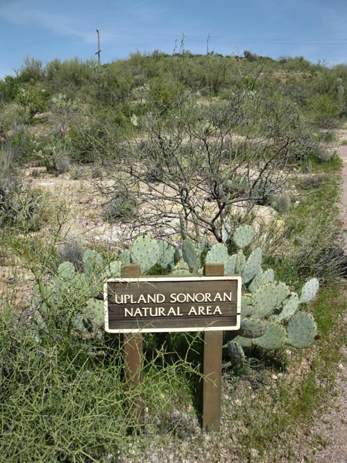 Upland Sonoran Natural Area, Boyce Thompson Arboretum State Park, Superior, Arizona