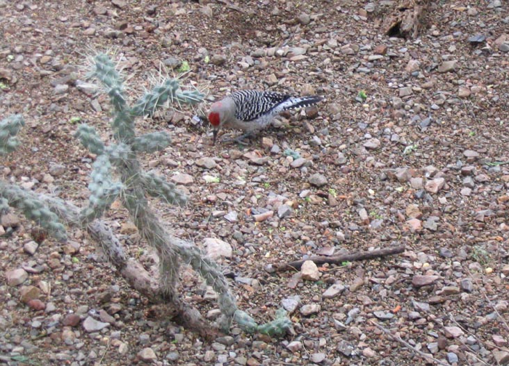 Bird Display, Arizona-Sonora Desert Museum, 2021 North Kinney Road, Tucson, Arizona