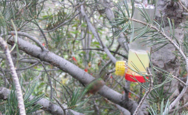 Hummingbird, Arizona-Sonora Desert Museum, 2021 North Kinney Road, Tucson, Arizona