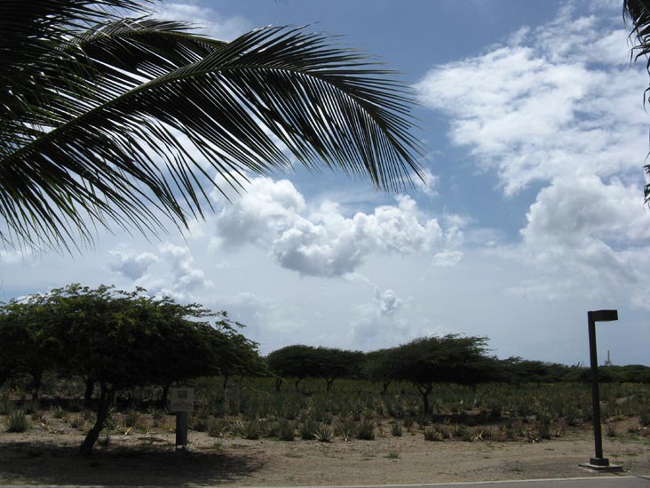 Aloe Field, Aruba Aloe Factory, Museum & Store, Pitastraat 115, Oranjestad, Aruba