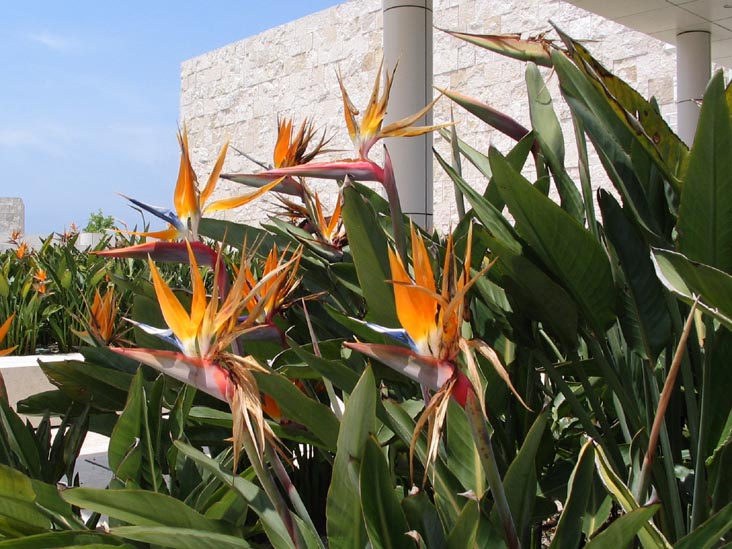 Bird of Paradise, Getty Center, 1200 Getty Center Drive, Los Angeles, California