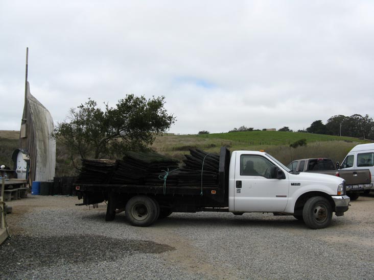 Oyster Delivery, Hog Island Oyster Company, 20215 Highway 1, Marshall, California