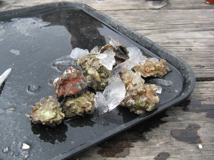 Hog Island Kumamoto Oysters, Hog Island Oyster Company, 20215 Highway 1, Marshall, California