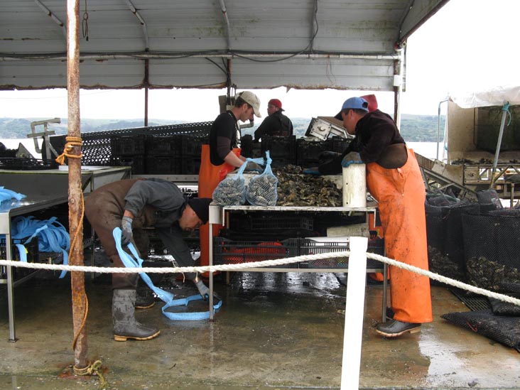Sorting Oysters, Hog Island Oyster Company, 20215 Highway 1, Marshall, California