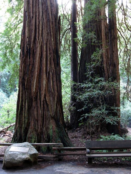 Gifford Pinchot Tree, Muir Woods National Monument, Marin County, California, March 6, 2010
