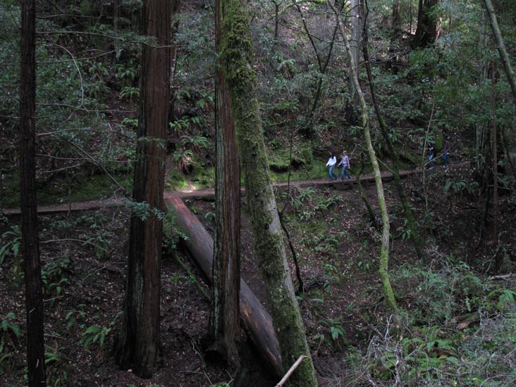 Hillside Trail, Muir Woods National Monument, Marin County, California, March 6, 2010