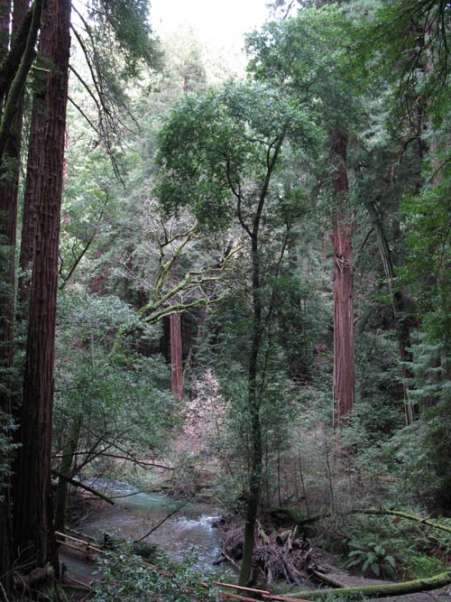 Redwood Creek From Hillside Trail, Muir Woods National Monument, Marin County, California, March 6, 2010