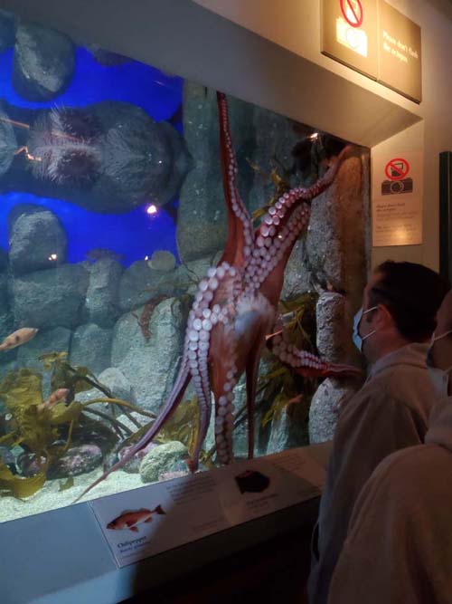 Giant Pacific Octopus, Monterey Bay Aquarium, Monterey, California, February 19, 2022