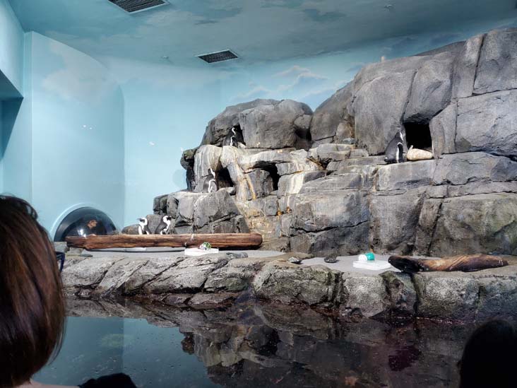 Penguins, Monterey Bay Aquarium, Monterey, California, February 19, 2022